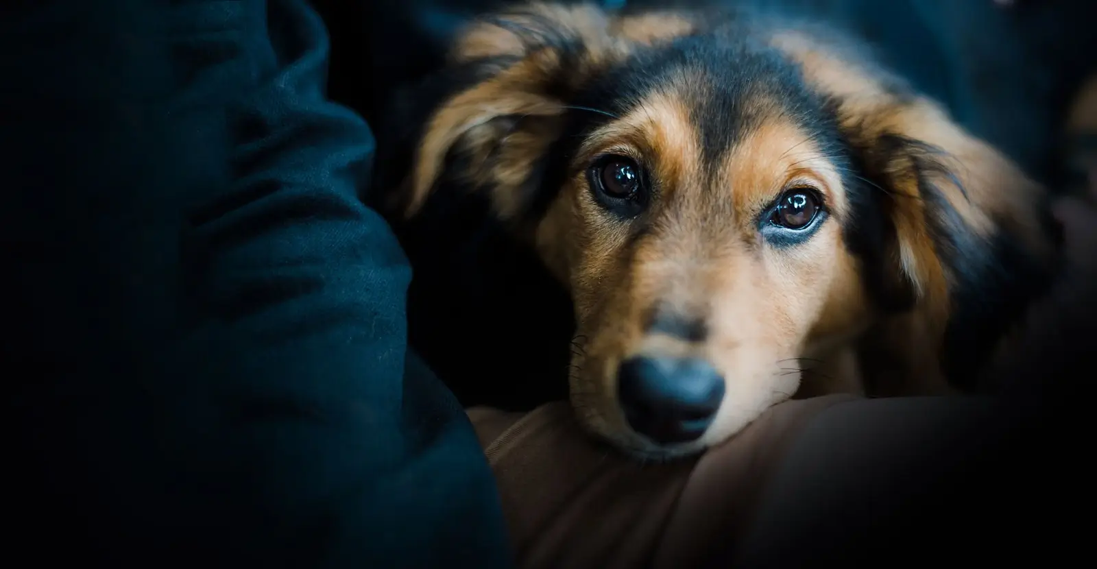 Site web pour refuge animalier avec liste des animaux à l’adoption et collecte de dons en ligne